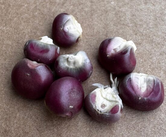 Kukurūza "Mandan Red Clay" 5 sēklas